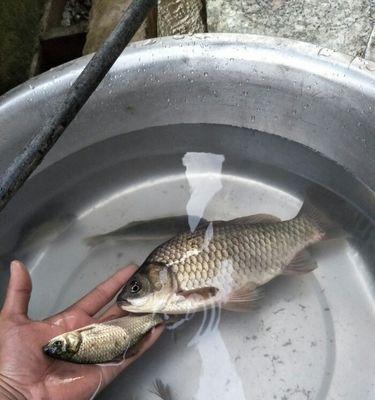 海竿钓鱼怎样抄鱼的技巧？掌握这些技巧轻松上鱼！  第1张