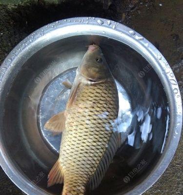 冬天野钓鲤鱼用海竿有哪些技巧？如何提高冬天野钓鲤鱼的成功率？  第2张