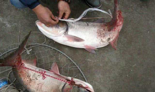 海竿浮钓钓红眼鱼的技巧和方法教程？如何提高钓红眼鱼的成功率？  第2张