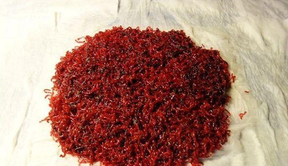 海竿红虫钓鱼技巧有哪些？如何提高海竿红虫钓鱼的成功率？  第2张