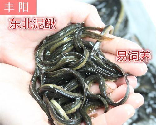 海竿泥鳅钓鱼技巧有哪些？如何提高钓获率？  第2张