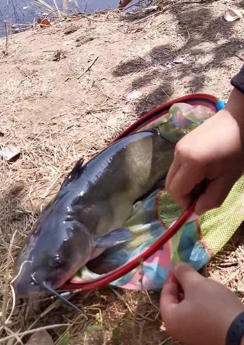 海竿水库垂钓大鲫鱼技巧有哪些？如何提高钓获率？  第1张