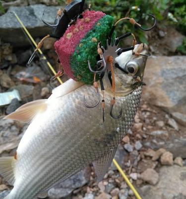 海竿水库钓鱼技巧解读？如何提高钓获率？  第1张