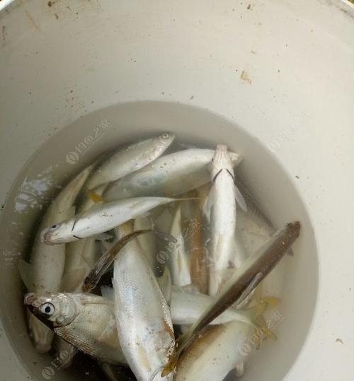 海竿野钓淡水鱼技巧有哪些？如何提高钓获率？  第1张