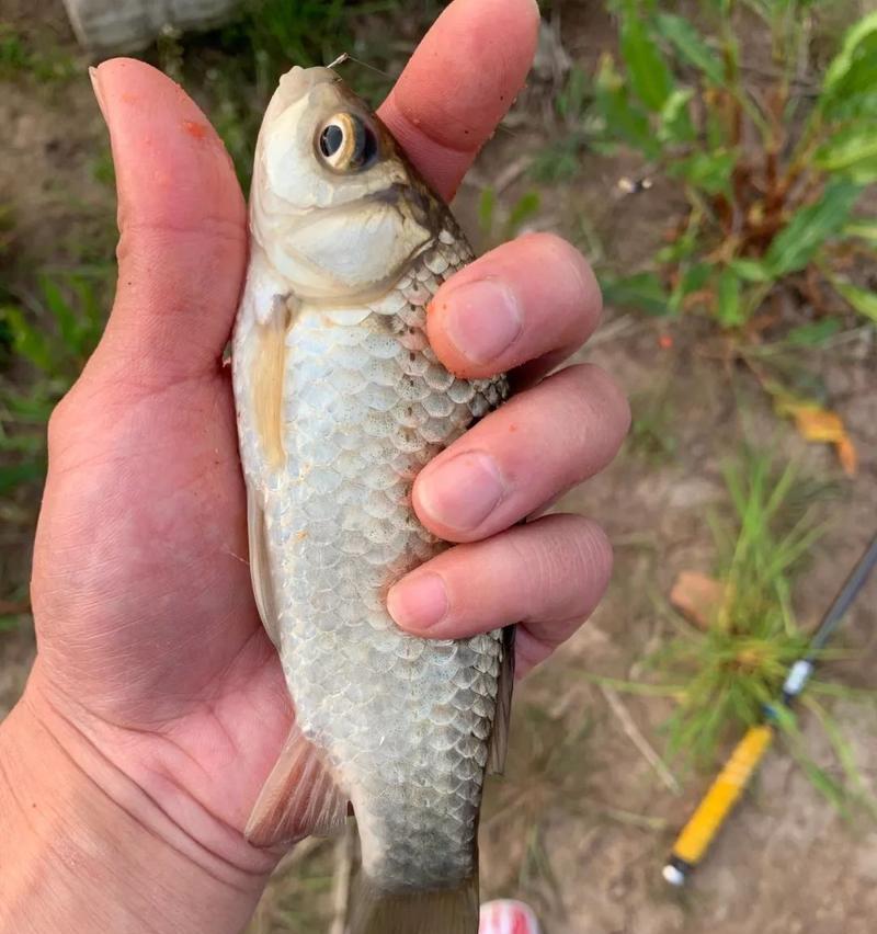 海竿野钓淡水鱼技巧有哪些？如何提高钓获率？  第2张