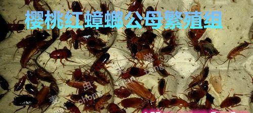 海竿野钓黄粉虫技巧是什么？如何正确使用黄粉虫提高钓鱼效率？  第1张