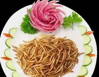 海竿野钓黄粉虫技巧是什么？如何正确使用黄粉虫提高钓鱼效率？  第3张
