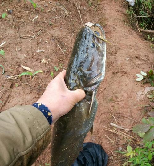 海竿野钓巨鲶鱼技巧有哪些？如何提高钓获巨鲶鱼的成功率？  第3张