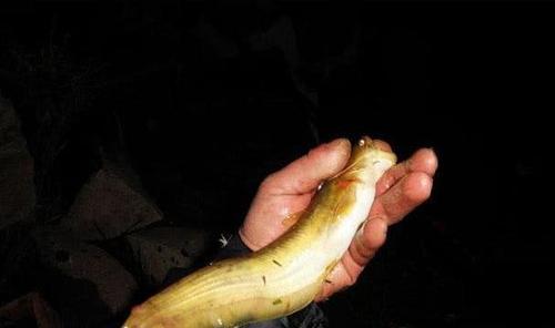 海竿野钓巨鲶鱼技巧有哪些？如何提高钓获巨鲶鱼的成功率？  第2张