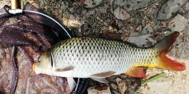 海竿野钓鲤鱼技巧和方法有哪些？如何提高钓鲤鱼的成功率？  第2张