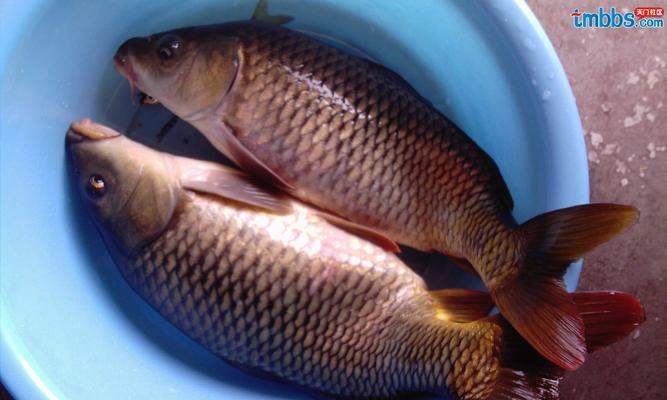 海竿野钓鲤鱼技巧和方法有哪些？如何提高钓鲤鱼的成功率？  第1张