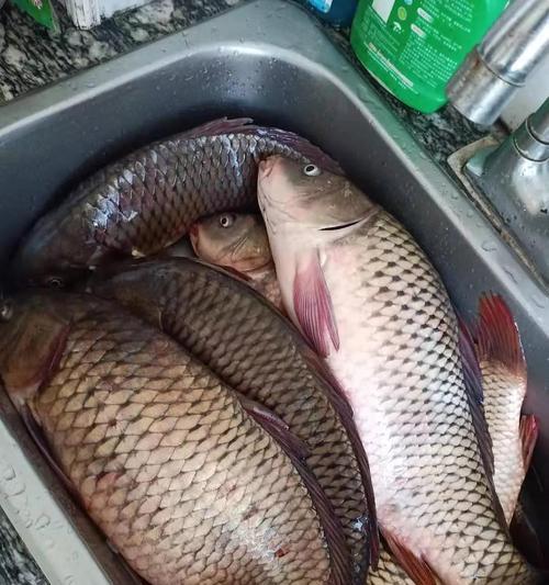 海竿野钓鲤鱼时葡萄作为饵料的正确使用方法是什么？  第2张