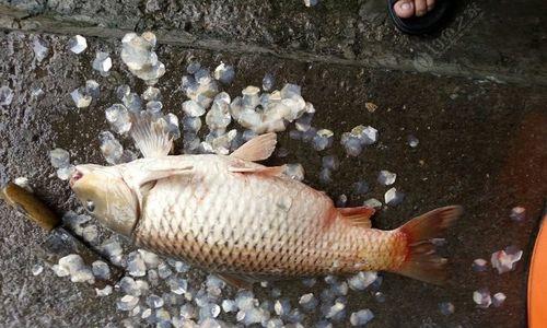 海竿野钓起鱼技巧教学？如何提高野钓成功率？  第3张
