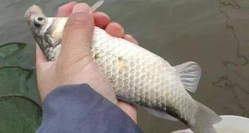 海竿野钓青竹鱼技巧和方法是什么？如何提高钓获率？  第1张