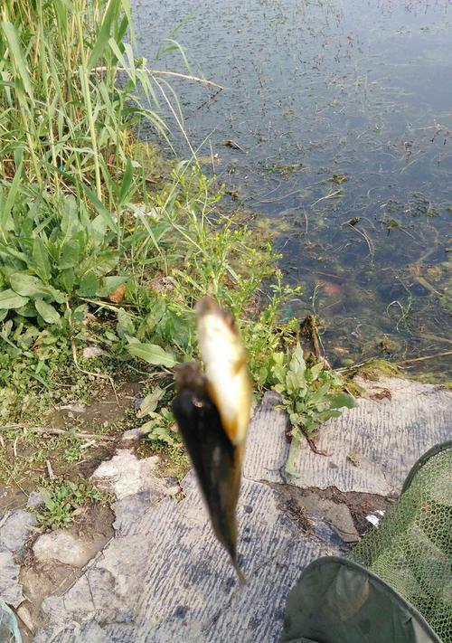 海竿野钓时小鱼闹窝怎么办？有效应对技巧有哪些？  第3张