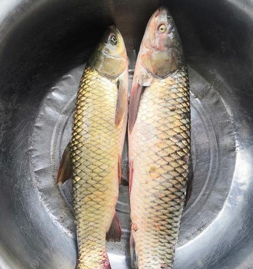 海竿夜钓草鱼的正确方法与技巧是什么？如何提高夜钓草鱼的成功率？  第3张