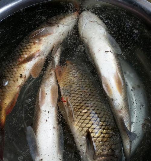 海竿夜钓草鱼的正确方法与技巧是什么？如何提高夜钓草鱼的成功率？  第2张