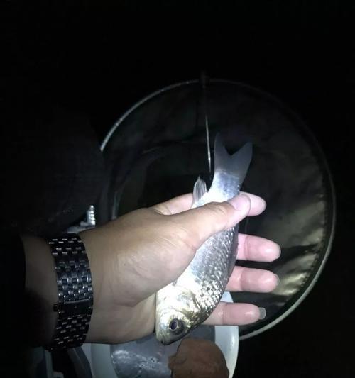 海竿夜钓草鱼的最好方法是什么？有哪些技巧可以提高成功率？  第2张