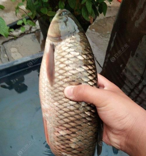 海竿夜钓草鱼如何操作？有哪些技巧可以提高成功率？  第2张