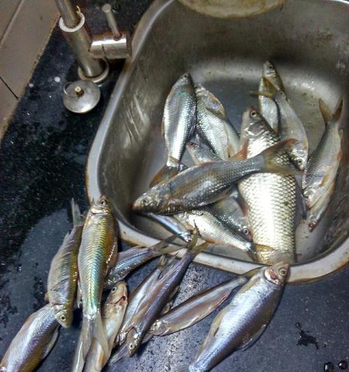 海竿夜钓草鱼如何操作？有哪些技巧可以提高成功率？  第3张