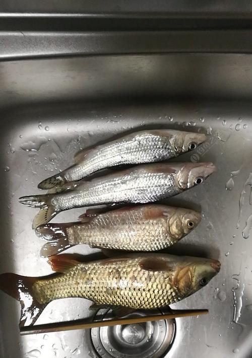 海竿夜钓大头鱼技巧有哪些？如何提高夜钓大头鱼的成功率？  第2张