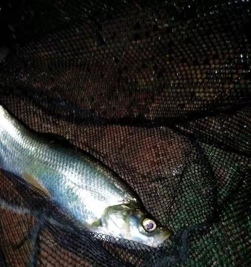 海竿夜钓大头鱼技巧有哪些？如何提高夜钓大头鱼的成功率？  第3张