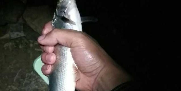 海竿夜钓大鱼技巧有哪些？如何提高夜钓成功率？  第3张