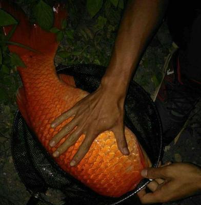 海竿夜钓钓鲫鱼技巧有哪些？如何提高夜钓鲫鱼的成功率？  第3张