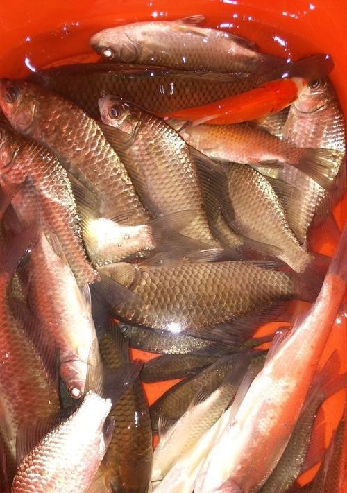 海竿夜钓钓鲫鱼技巧教程？如何提高夜间钓鱼成功率？  第2张