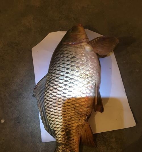 海竿夜钓钓鲫鱼技巧教程？如何提高夜间钓鱼成功率？  第3张