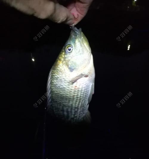 海竿夜钓调漂方法和技巧教程？如何提高夜钓成功率？  第1张