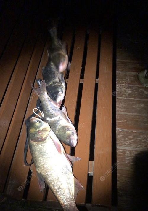 海竿夜钓调漂方法和技巧教程？如何提高夜钓成功率？  第3张