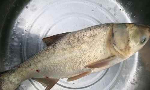 海竿夜钓花鲢的技巧是什么？如何提高夜钓花鲢的成功率？  第1张