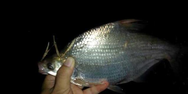 海竿夜钓技巧不用夜光漂？如何提高夜间钓鱼效率？  第2张