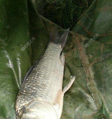 海竿夜钓鲤鱼的钓法和技巧是什么？如何提高夜钓鲤鱼的成功率？  第3张