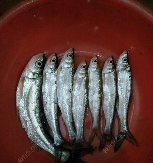 海竿夜钓鲤鱼的钓法和技巧是什么？如何提高夜钓鲤鱼的成功率？  第1张