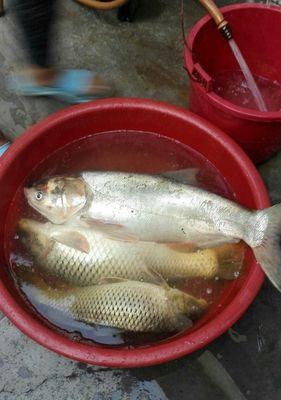 海竿夜钓鲤鱼的钓法和技巧是什么？如何提高夜钓鲤鱼的成功率？  第2张