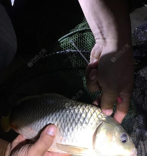 海竿夜钓鲤鱼技巧有哪些？如何提高夜钓鲤鱼的成功率？  第1张