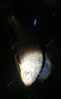 海竿夜钓鲤鱼技巧有哪些？如何提高夜钓鲤鱼的成功率？  第3张