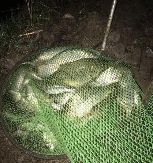 海竿夜钓鲤鱼技巧有哪些？如何提高夜钓鲤鱼的成功率？  第2张
