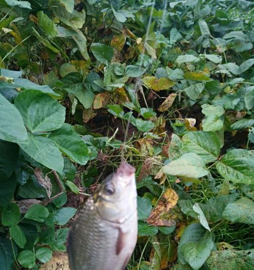 海竿用蚯蚓钓鱼技巧是什么？如何提高钓鱼成功率？  第3张
