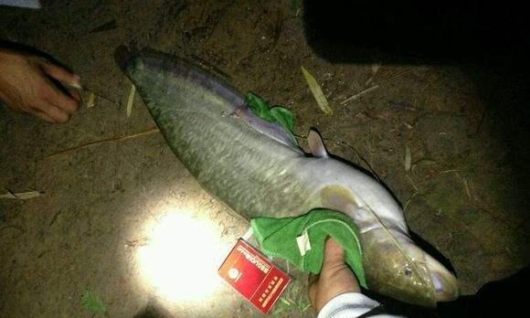 海竿在大河边钓鱼技巧有哪些？如何提高钓鱼成功率？  第1张