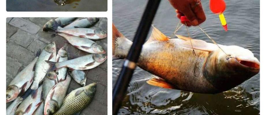 海竿野钓鲢鳙有哪些技巧？如何在自然河流中成功钓到鲢鳙？  第2张