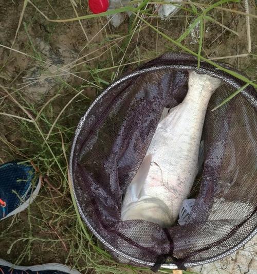 海竿涨潮退潮钓鱼技巧是什么？如何根据潮汐变化选择最佳钓鱼时机？  第3张