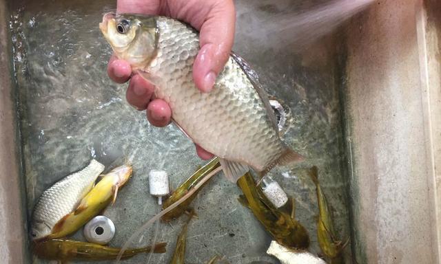 海竿钓鱼技巧有哪些新变化？如何提高钓鱼效率？  第2张
