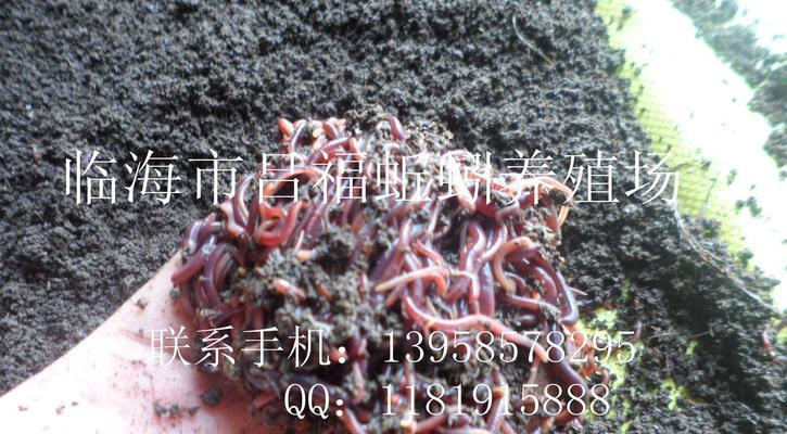 海干用蚯蚓钓鱼技巧有哪些？如何提高钓鱼成功率？  第1张