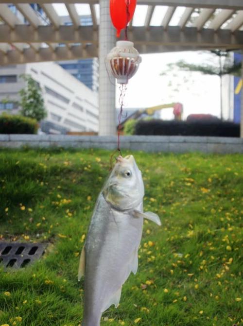 海河钓鱼垂钓技巧有哪些？如何提高海河钓鱼的成功率？  第1张