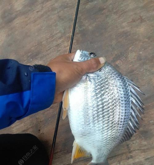 海河闸门钓鱼技巧有哪些？如何提高钓鱼成功率？  第1张