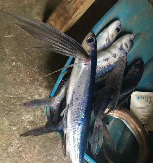 海礁船钓大带鱼技巧是什么？如何提高钓获率？  第2张