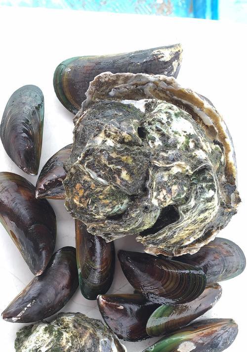 海蛎肉钓鱼方法和技巧是什么？如何提高钓鱼效率？  第3张